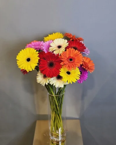 Gerbera