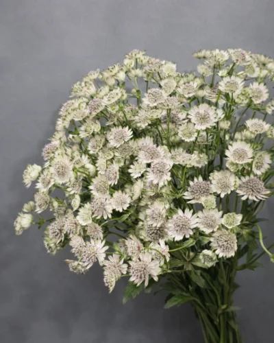 Astrantija