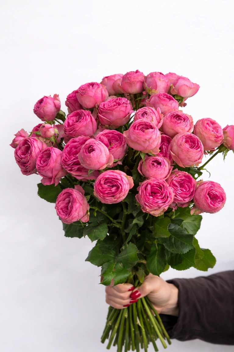 Smulkiažiedė bijūninė rožė "Pink"