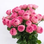 Smulkiažiedė bijūninė rožė "Pink"
