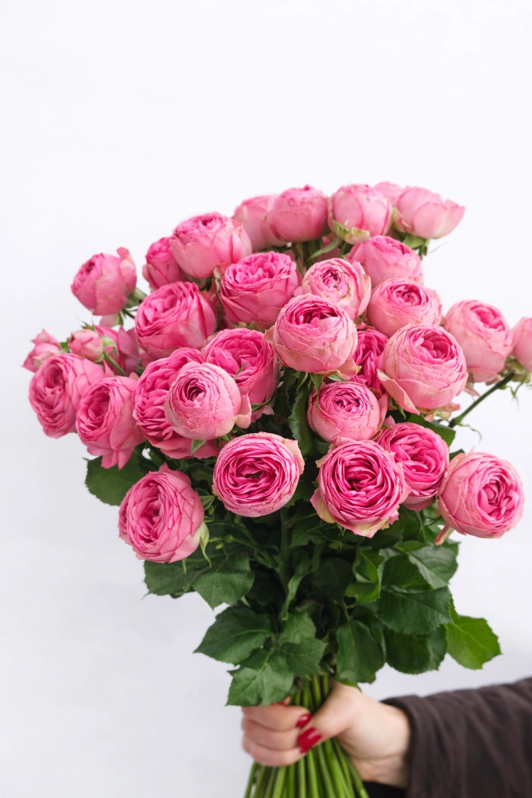 Smulkiažiedė bijūninė rožė "Pink"