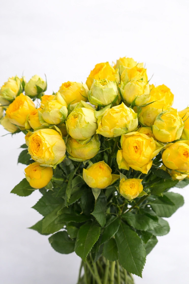Smulkiažiedė bijūninė rožė "Yellow"