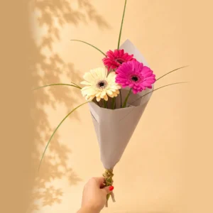 Gerbera