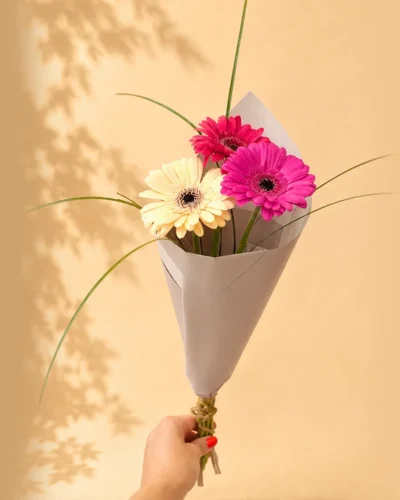Gerbera
