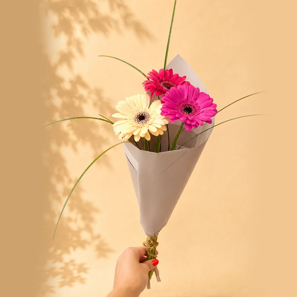 Gerbera