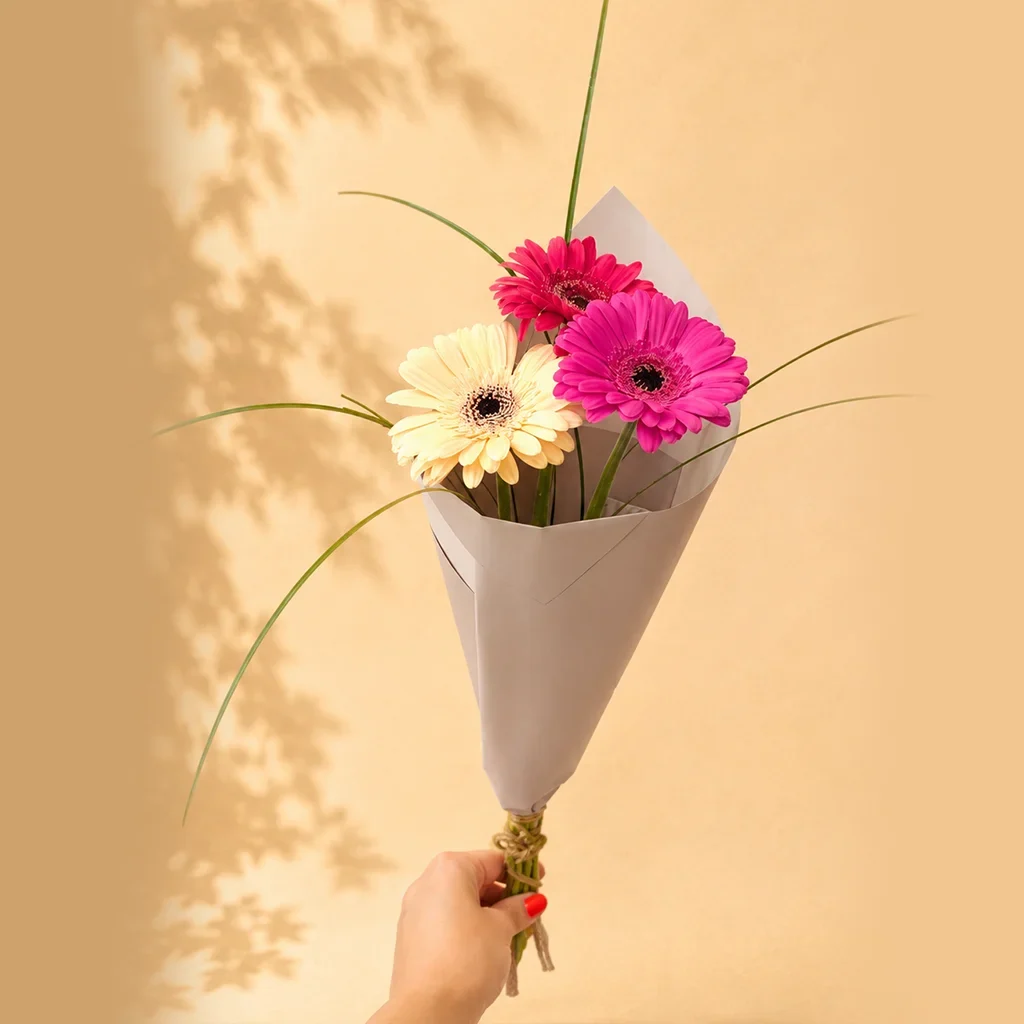Gerbera
