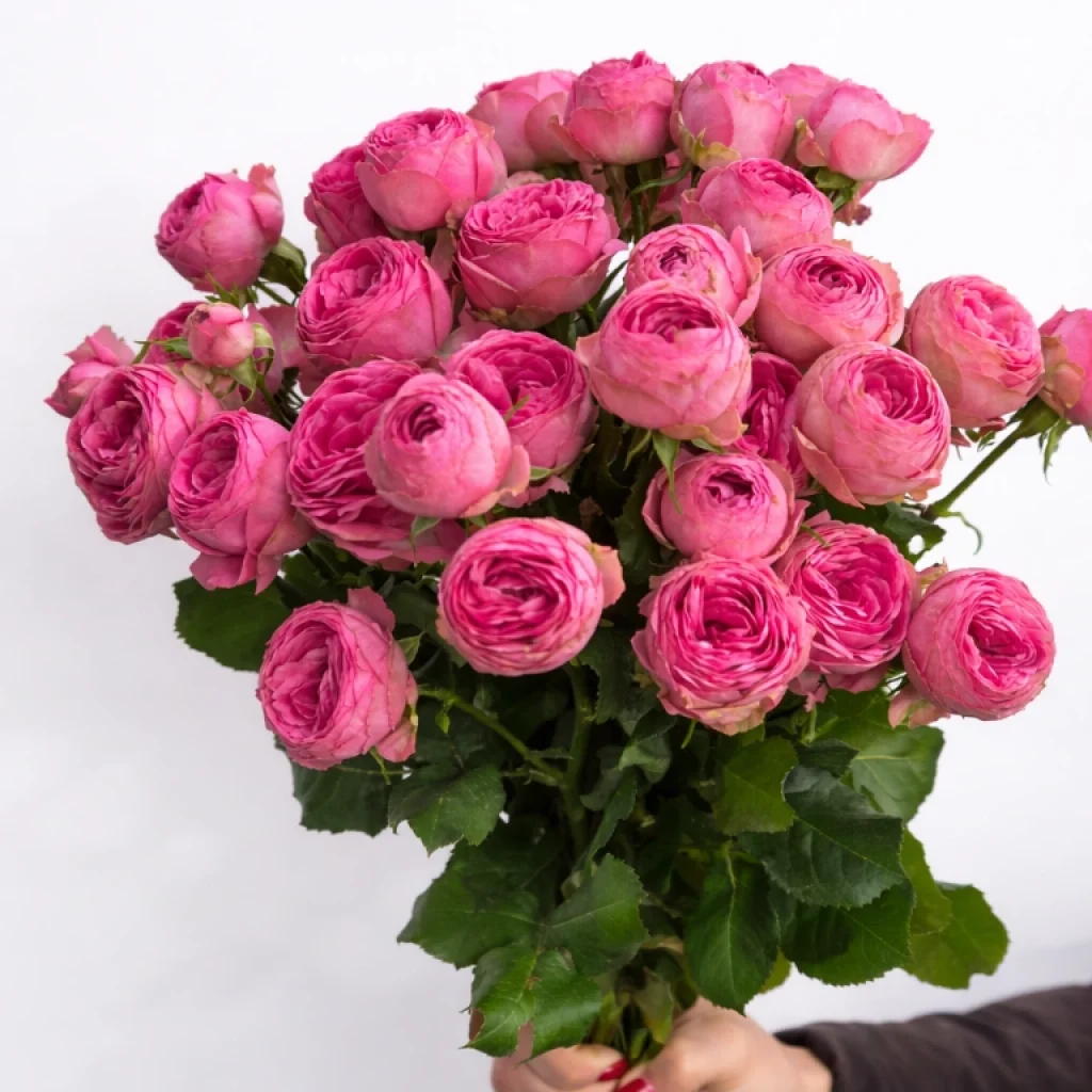 Smulkiažiedė bijūninė rožė "Pink"