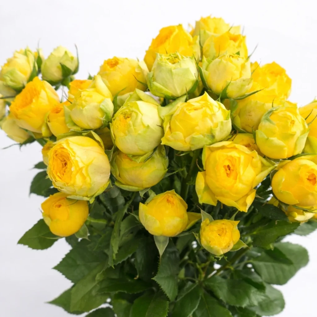 Smulkiažiedė bijūninė rožė "Yellow"