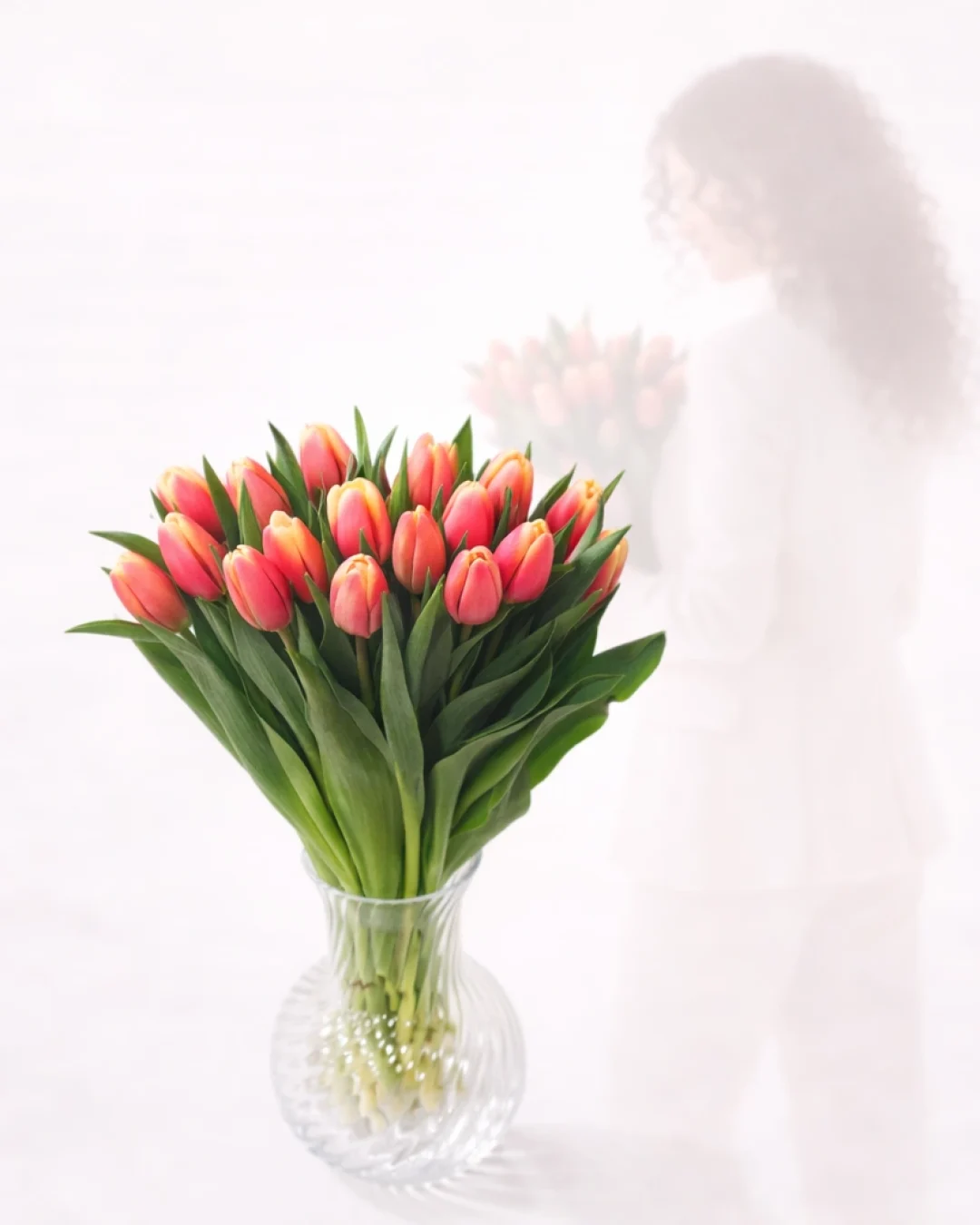 Tulpė "Coral"