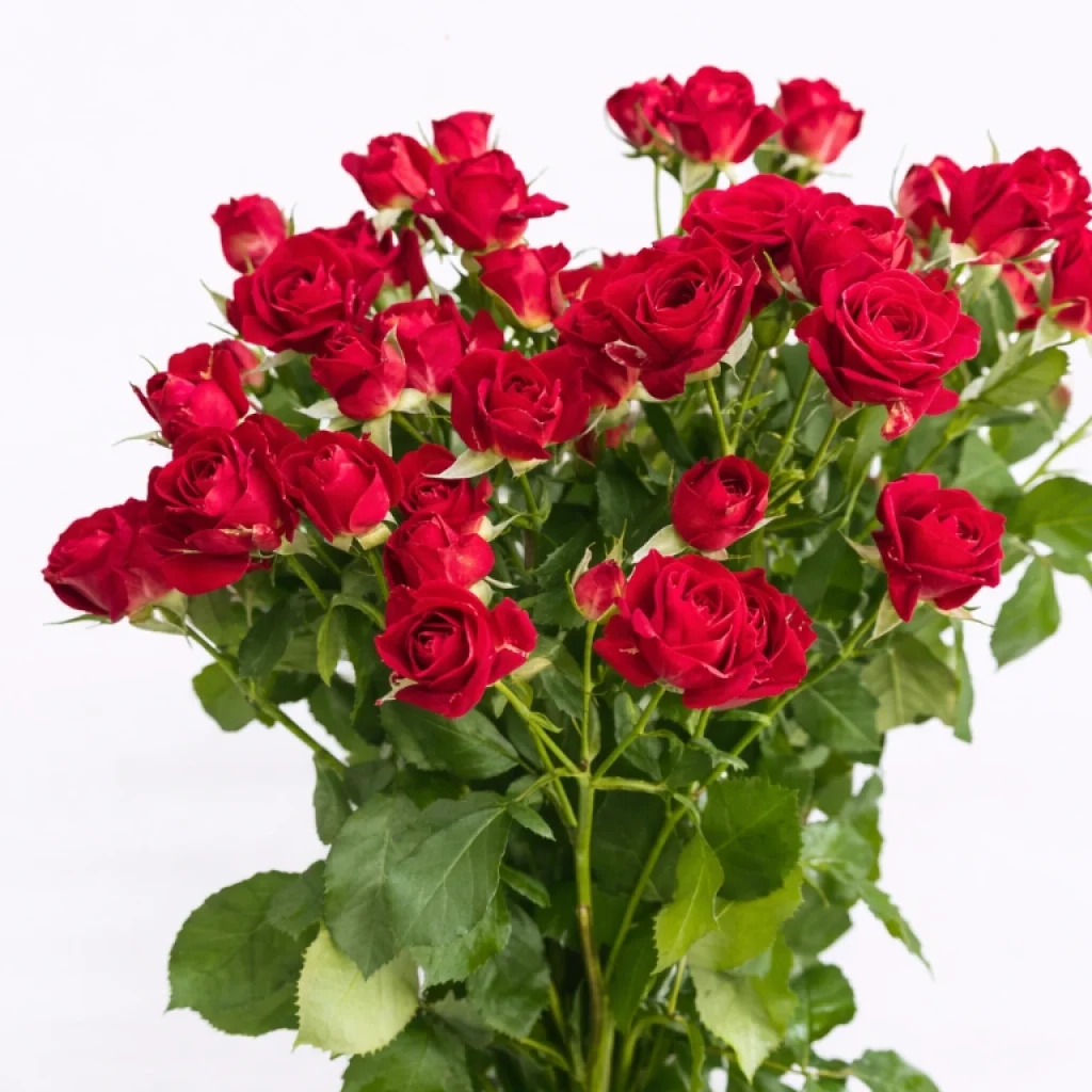 Smulkiažiedė rožė "Red"